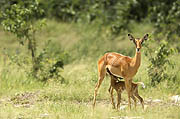 Impala with baby Chobe
